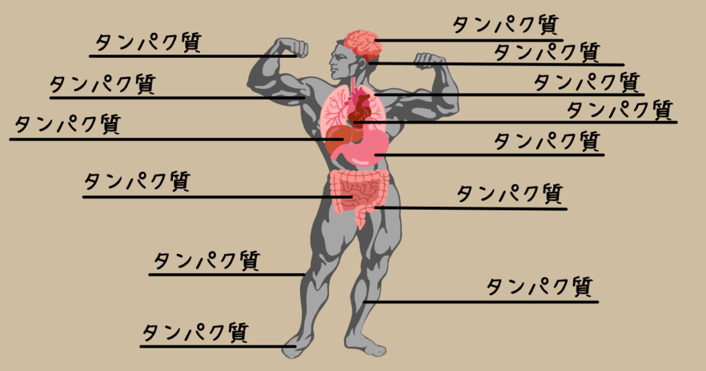 カラダはタンパク質でできている